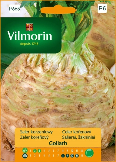 Vilmorin Seler korzeniowy Goliath nasiona 2 sklep rajogrodnika